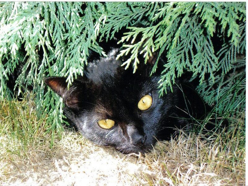 Fichier:Mon chat.jpg